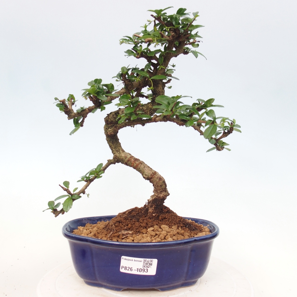 Room bonsai - Carmona macrophylla - Tea fuki