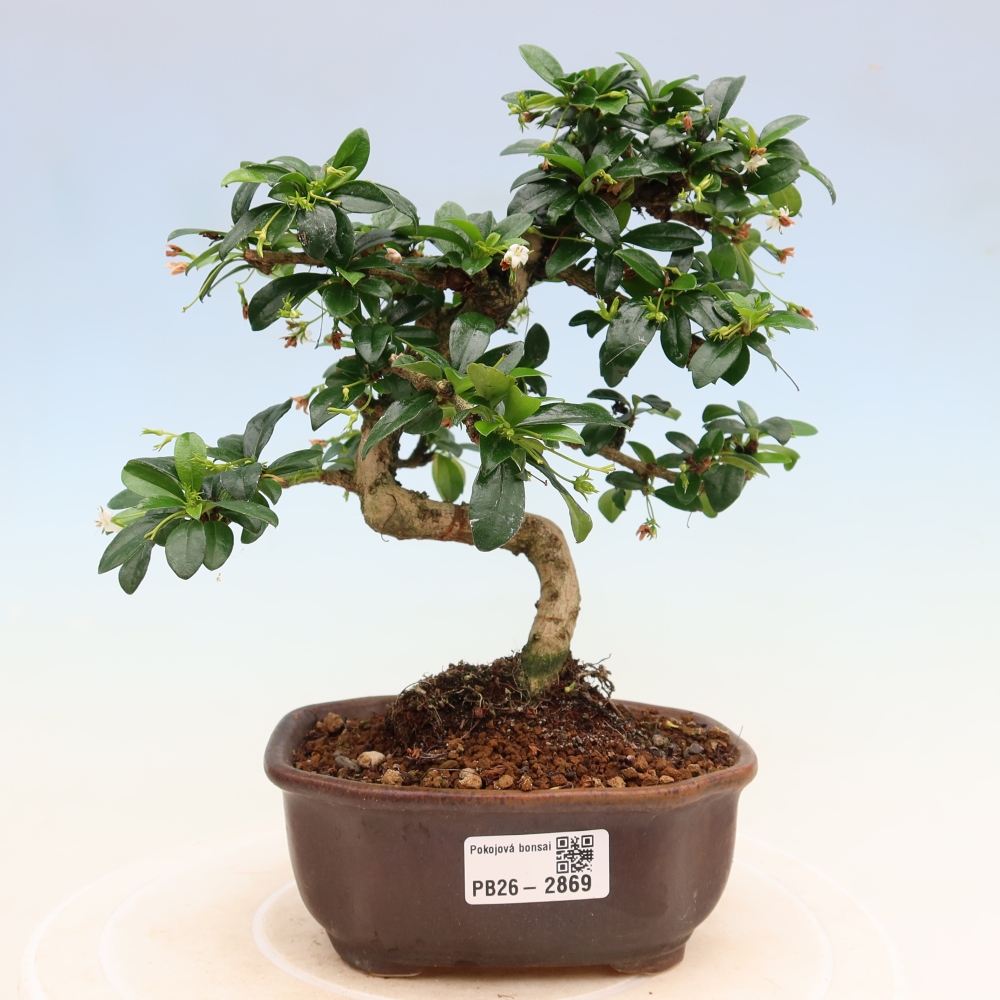 Room bonsai - Carmona macrophylla - Tea fuki