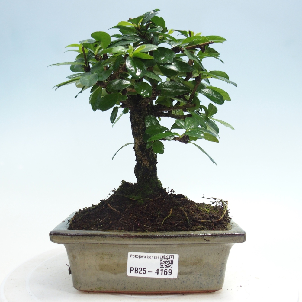 Room bonsai - Carmona macrophylla - Tea fuki