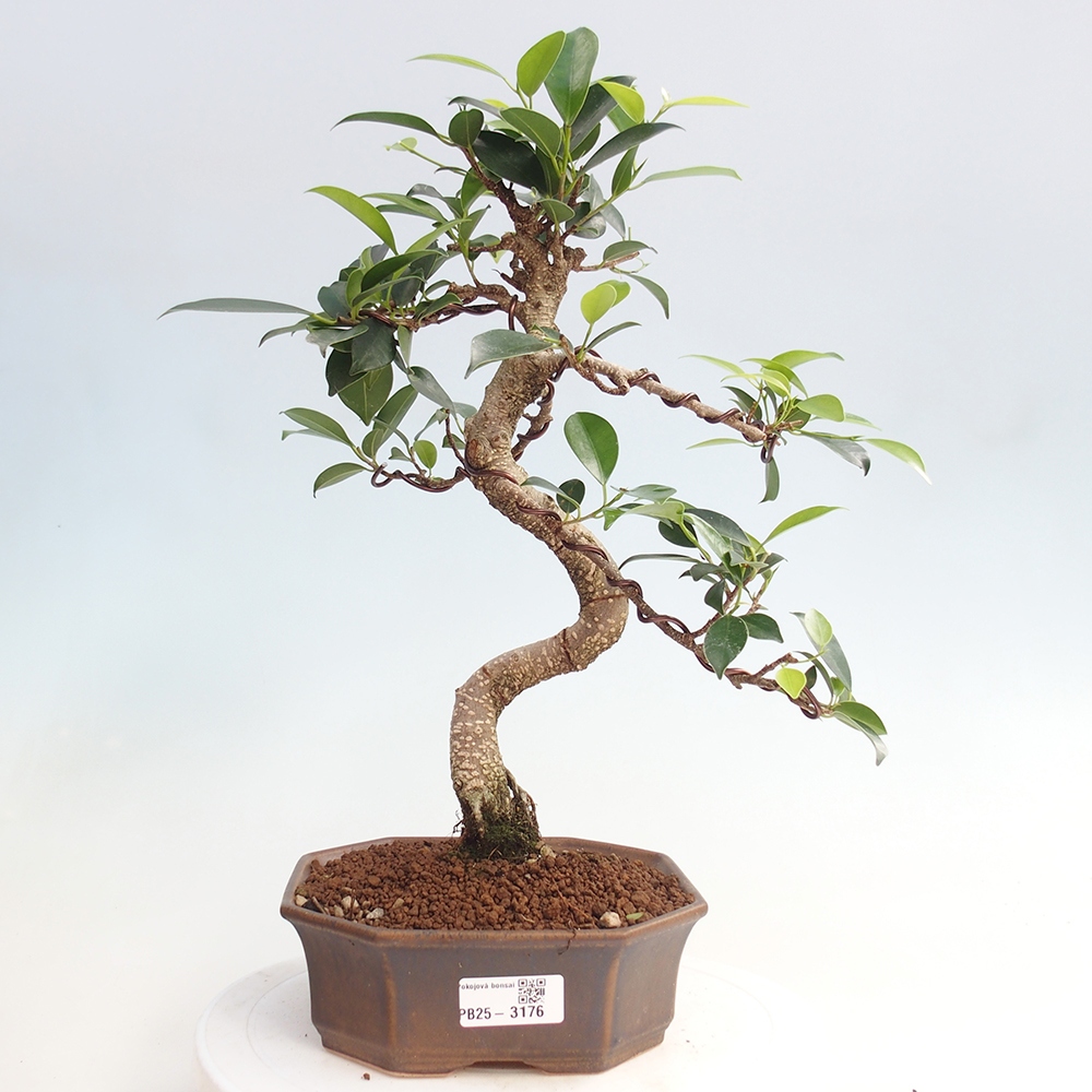 Indoor bonsai - Ficus retusa - small ficus