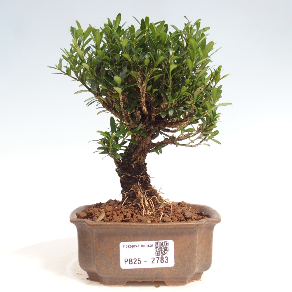 Room Bonsai - Buxus harlandii - Cork boxwood