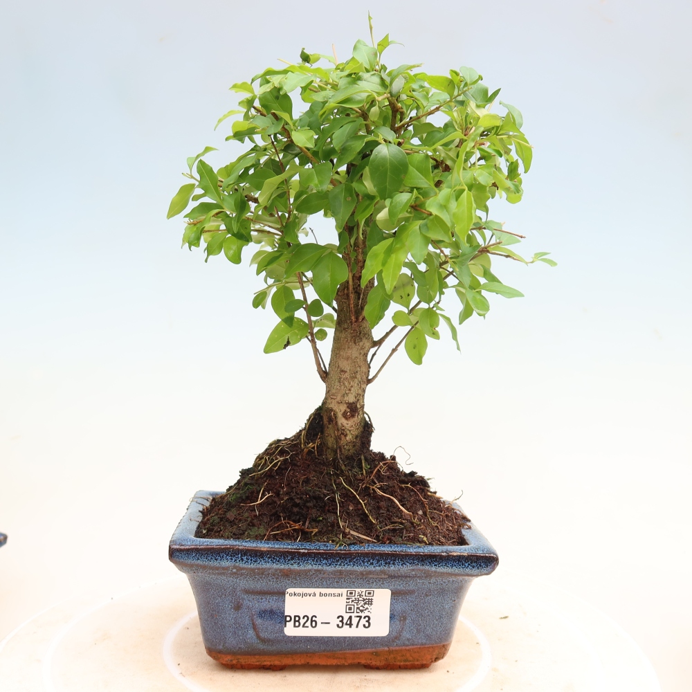 Room bonsai -Ligustrum chinensis - Birds Beak