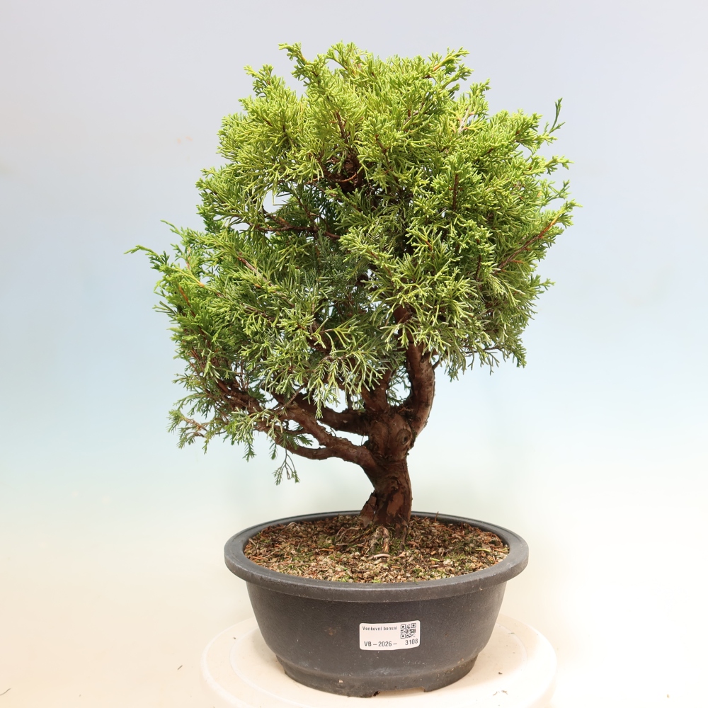 Outdoor Bonsai - Juniperus chinensis Itoigawa - Chinese Juniper