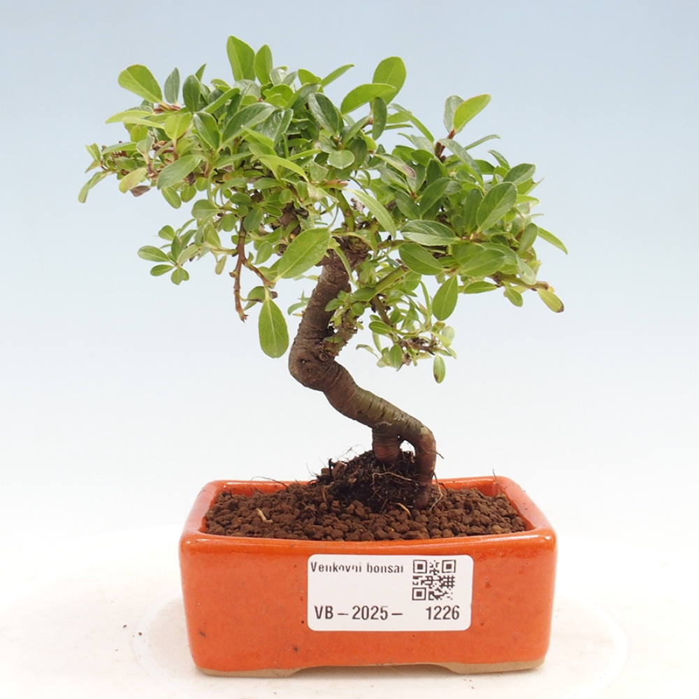 Outdoor bonsai - Salix - Willow