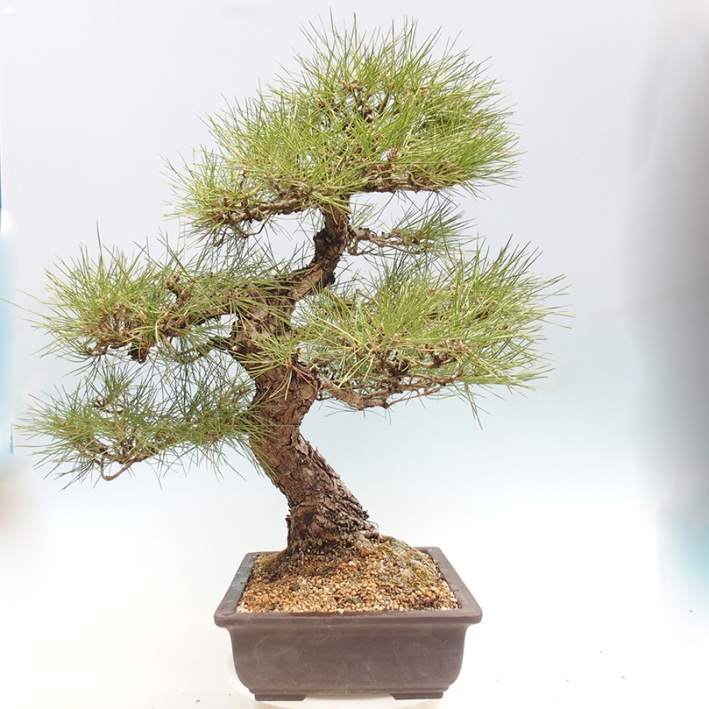 Outdoor bonsai - Pinus thunbergii - Thunberg pine