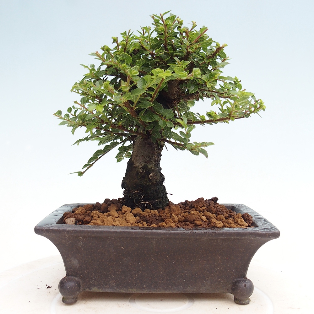 Outdoor bonsai - Ulmus parvifolia Hokkaido - Chinese elm