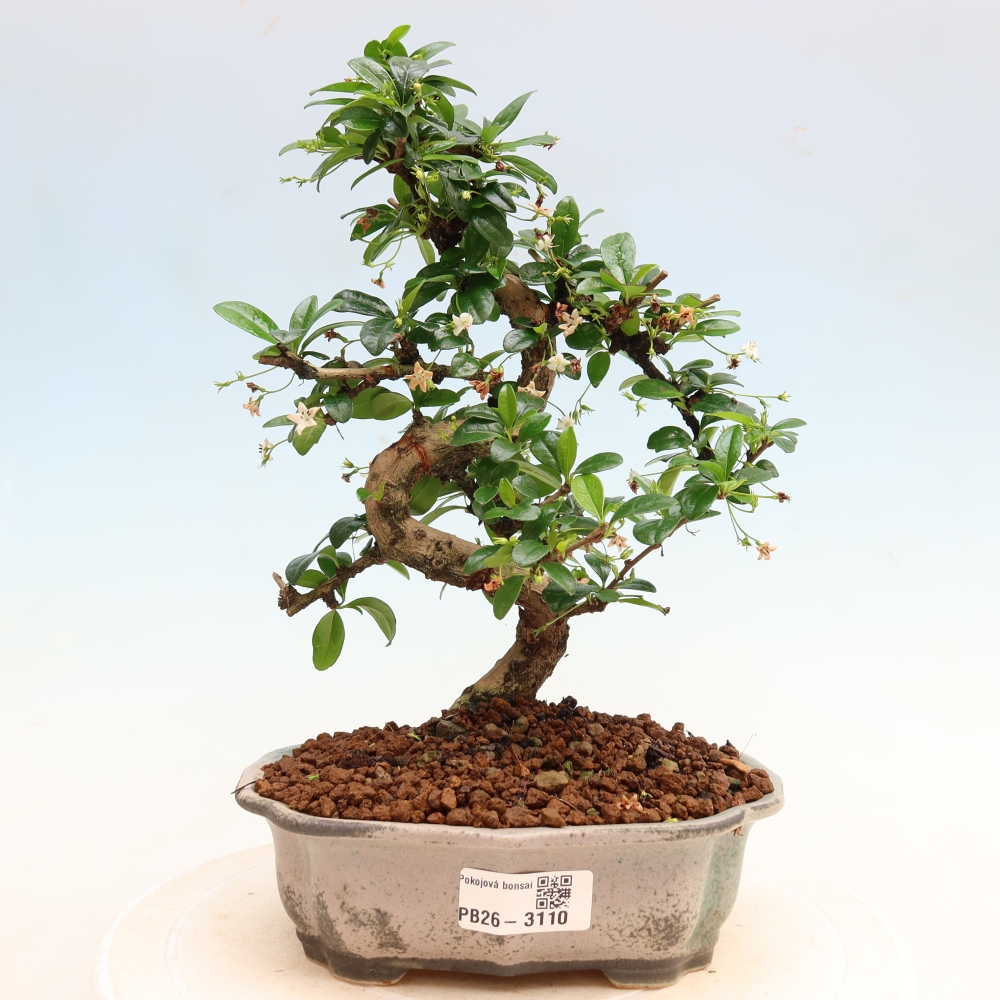 Room bonsai - Carmona macrophylla - Tea fuki