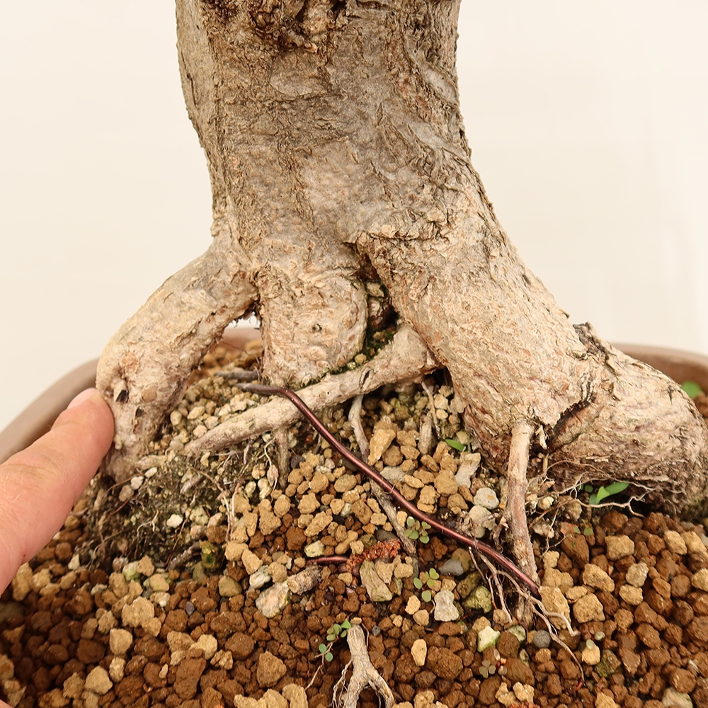 Outdoor bonsai - Carpinus Coreana - Korean hornbeam