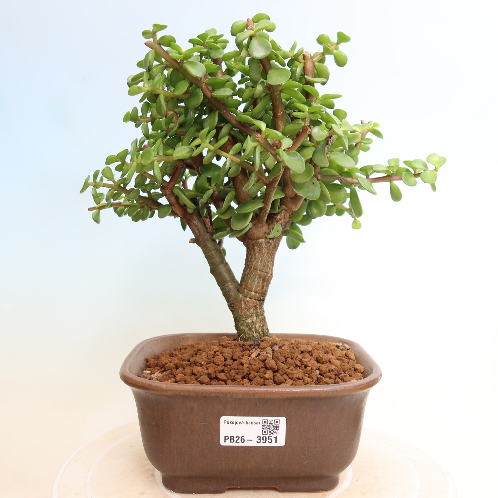 Room bonsai - Portulakaria Afra - Tlustice