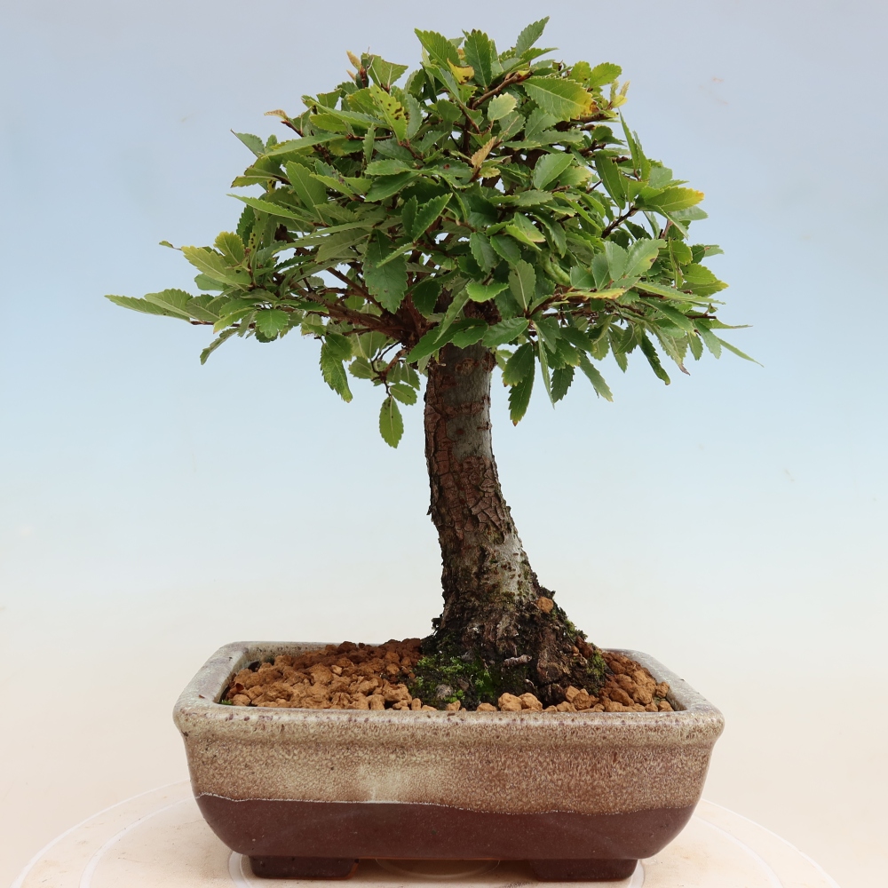 Outdoor bonsai - Zelkova - Zelkova NIRE