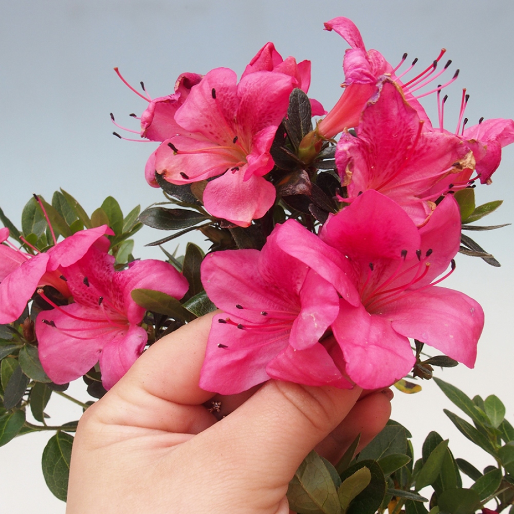 Outdoor bonsai - Japanese azalea - Azalea sp.