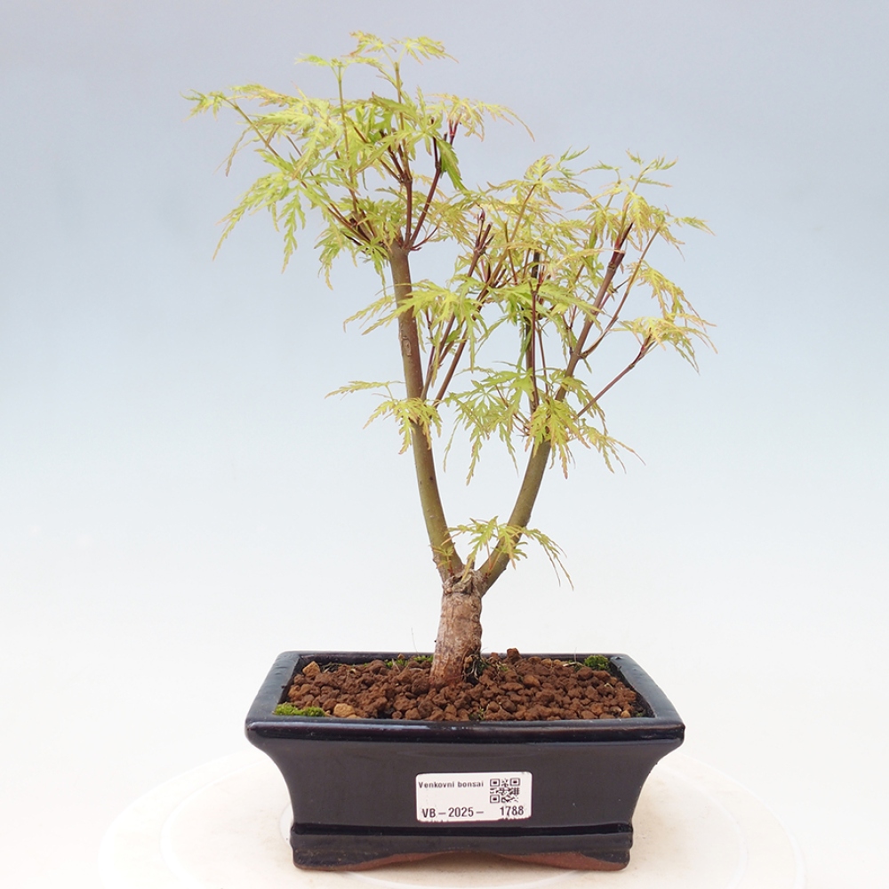 Outdoor bonsai - Acer palmatum Dissectum - Japanese Maple 