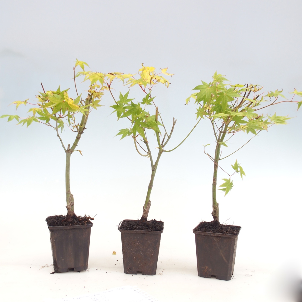 Outdoor bonsai -Javor golden palm - Acer palmatum Aureum in container
