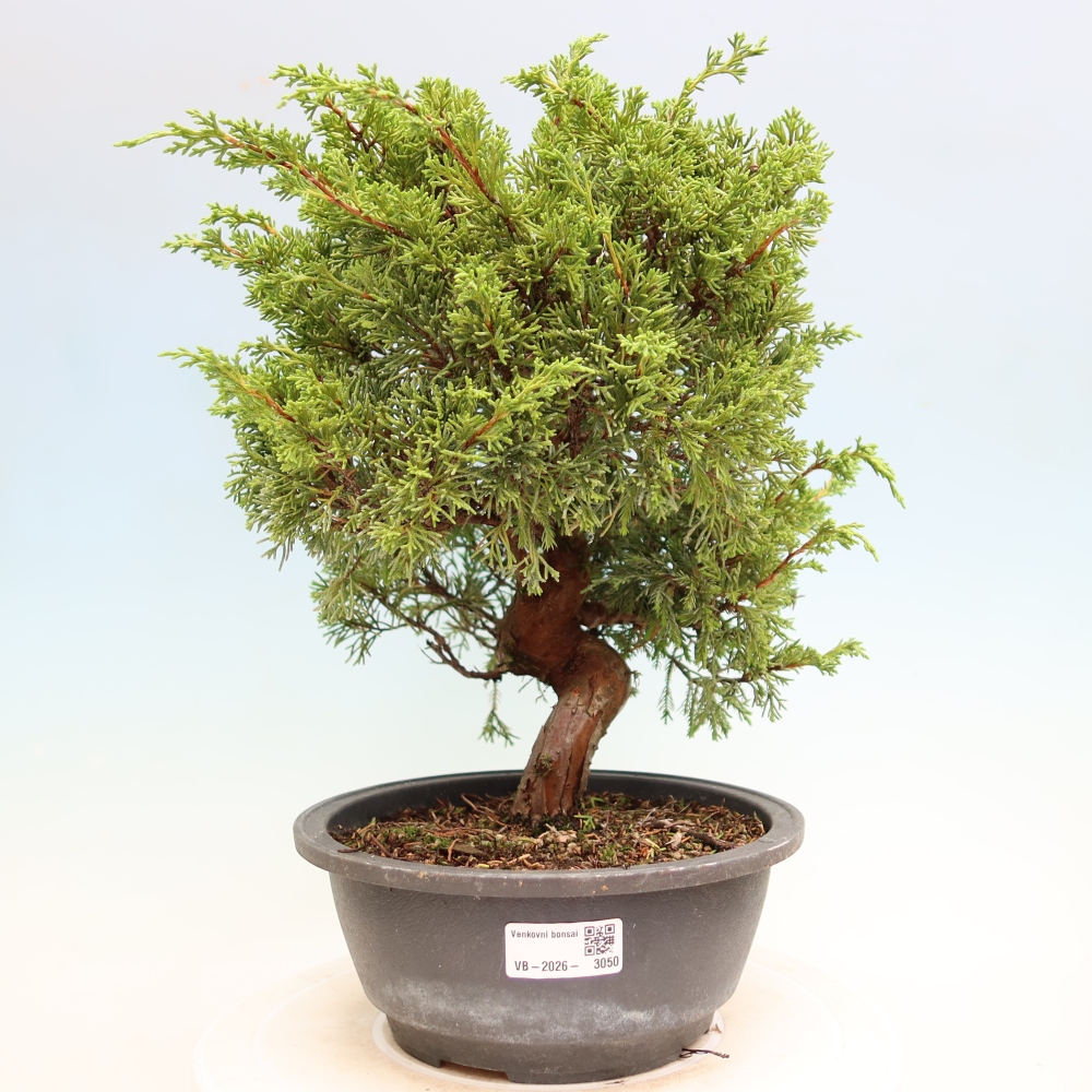 Outdoor Bonsai - Juniperus chinensis Itoigawa - Chinese Juniper