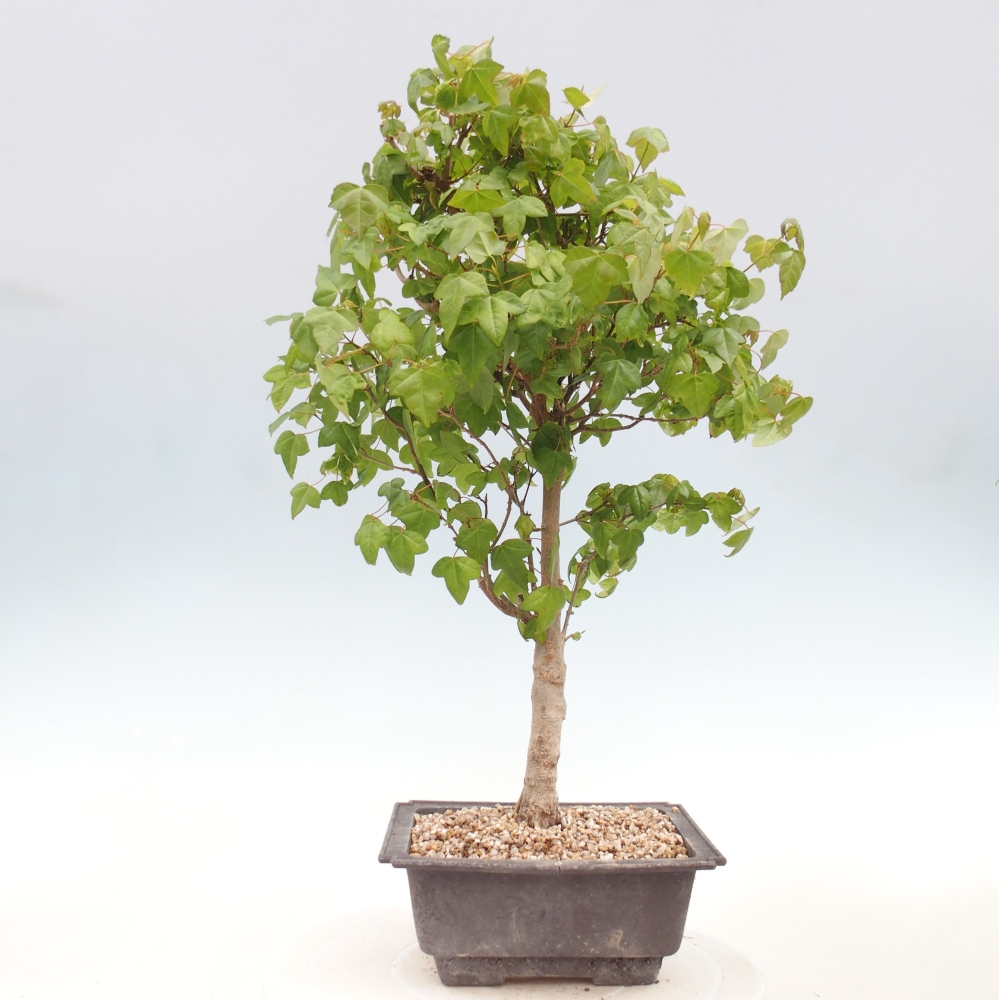 Outdoor bonsai - Acer Buergerianum - Burger Maple