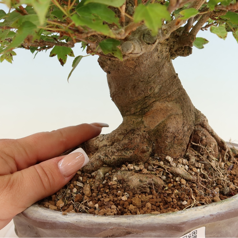 Outdoor bonsai - Maple Burger - Acer Burgerianum
