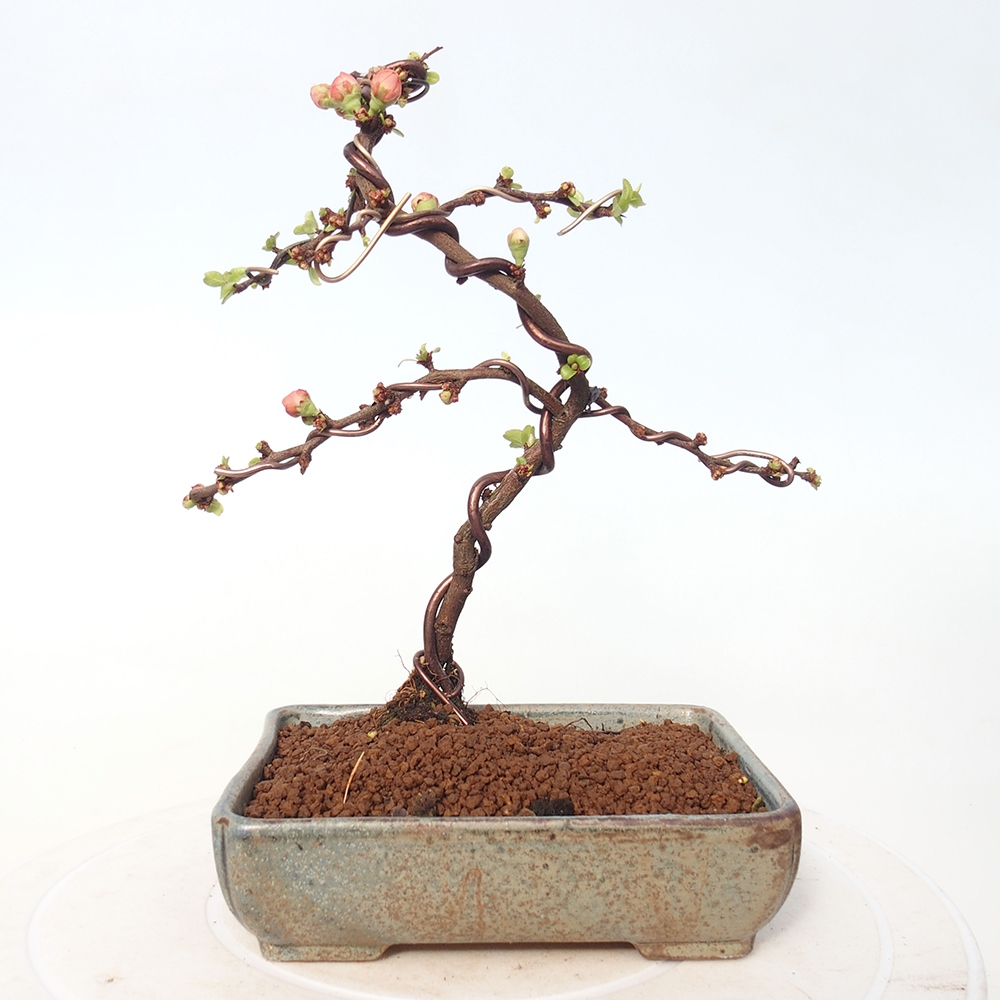 Outdoor bonsai - Chaneomeles s. Red Joy - Quince