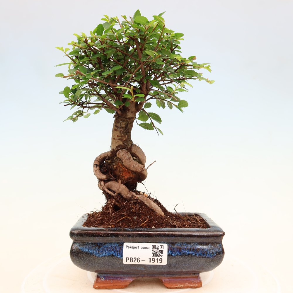 Room bonsai - Ulmus parvifolia - Small-leaved elm