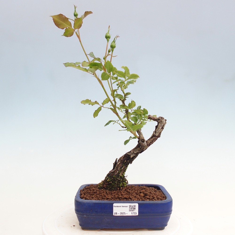 Outdoor bonsai - Rosa Kordes -  rose