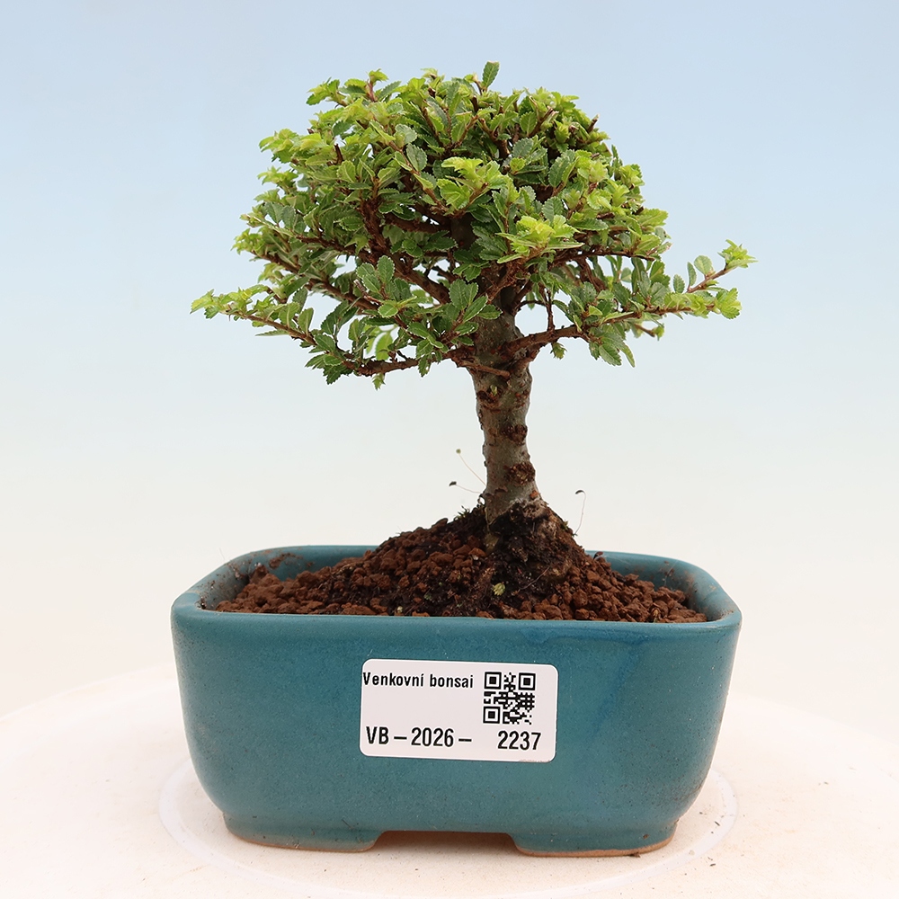 Outdoor bonsai - Ulmus parvifolia Sagei - Small-leaved elm