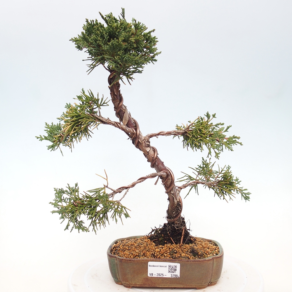 Outdoor bonsai - Juniperus chinensis Kishu