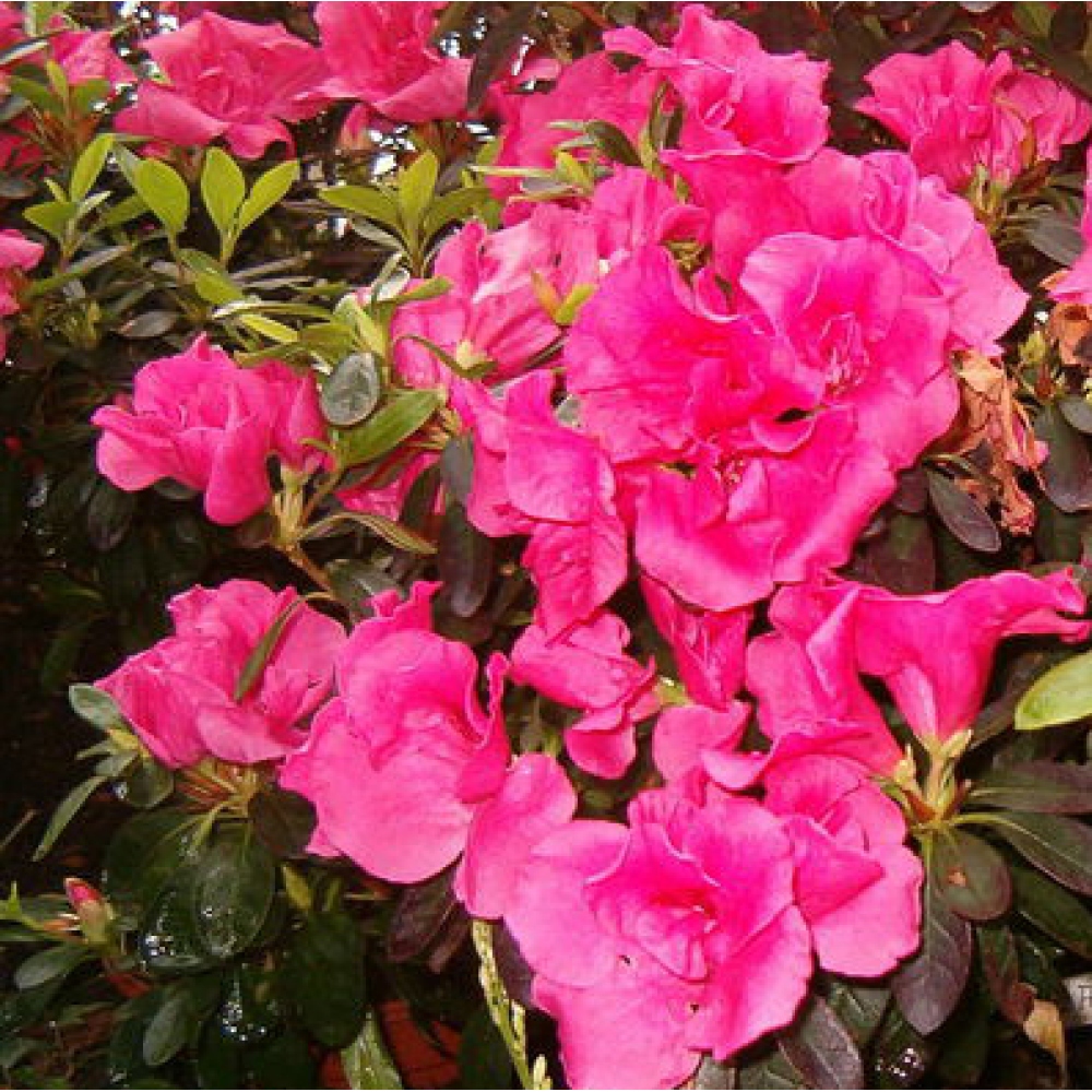Room bonsai - Rhododendron simsii - Pennywort