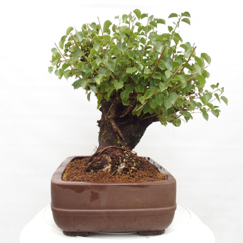 Outdoor bonsai - Mahalebka - Prunus mahaleb