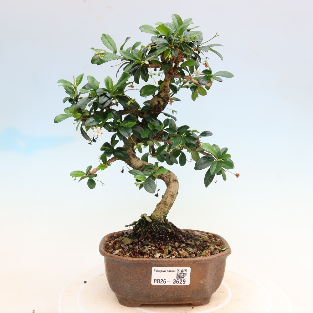 Room bonsai - Carmona macrophylla - Tea fuki