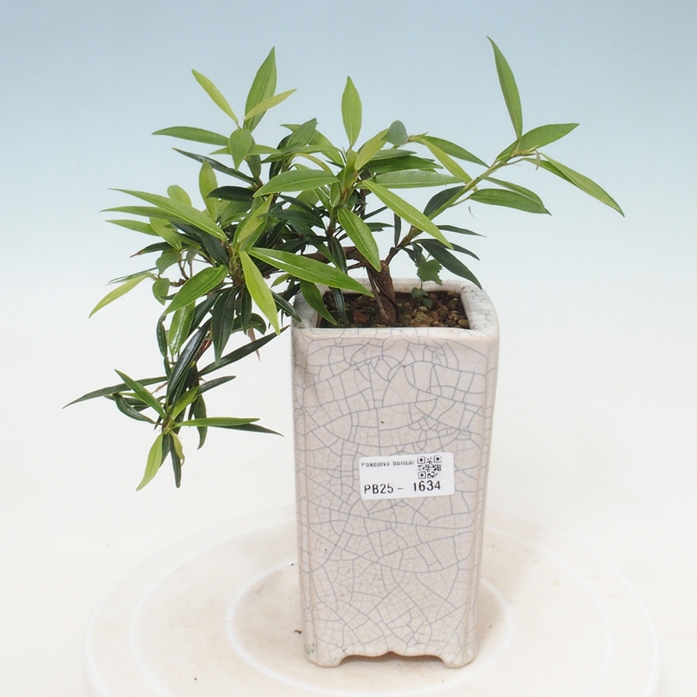 Indoor bonsai - Ficus nerifolia - small-leaved ficus