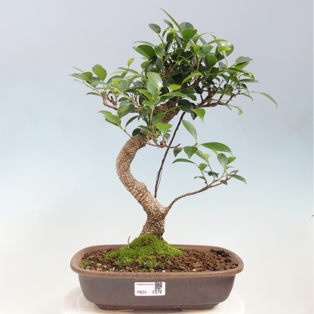 Indoor bonsai - Ficus kimmen - small-leaved ficus
