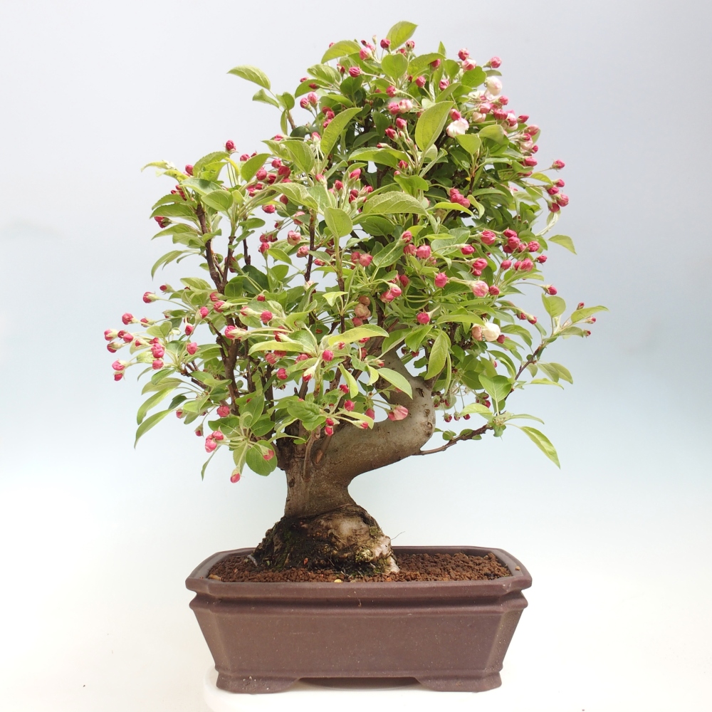 Outdoor bonsai -Malus halliana - Small-fruited apple tree