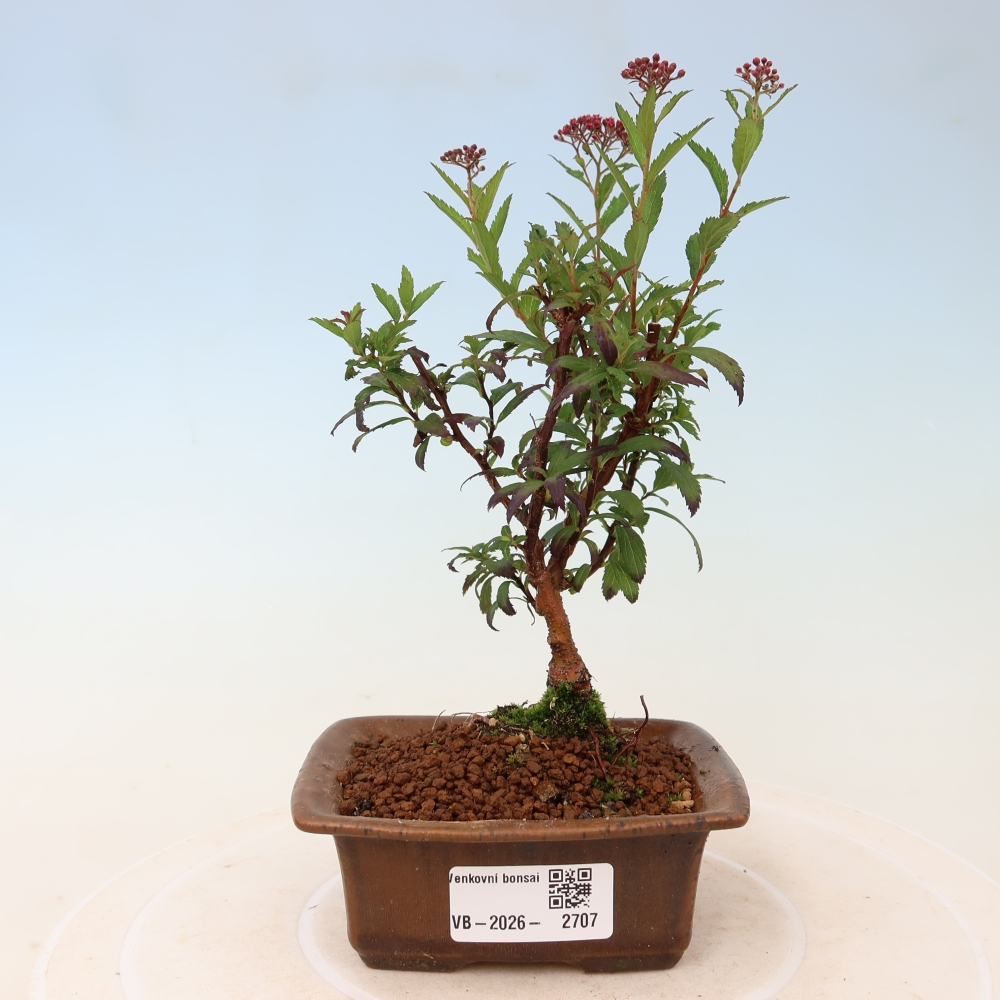 Outdoor Bonsai - Japanese Spirea - Spirea japonica 'Anthony Waterer'