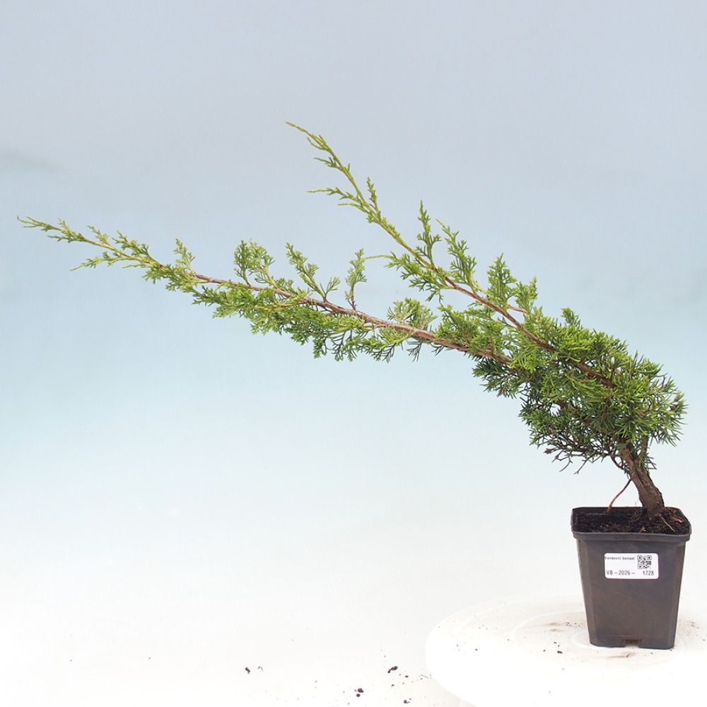 Outdoor bonsai - Juniperus chinensis Itoigawa