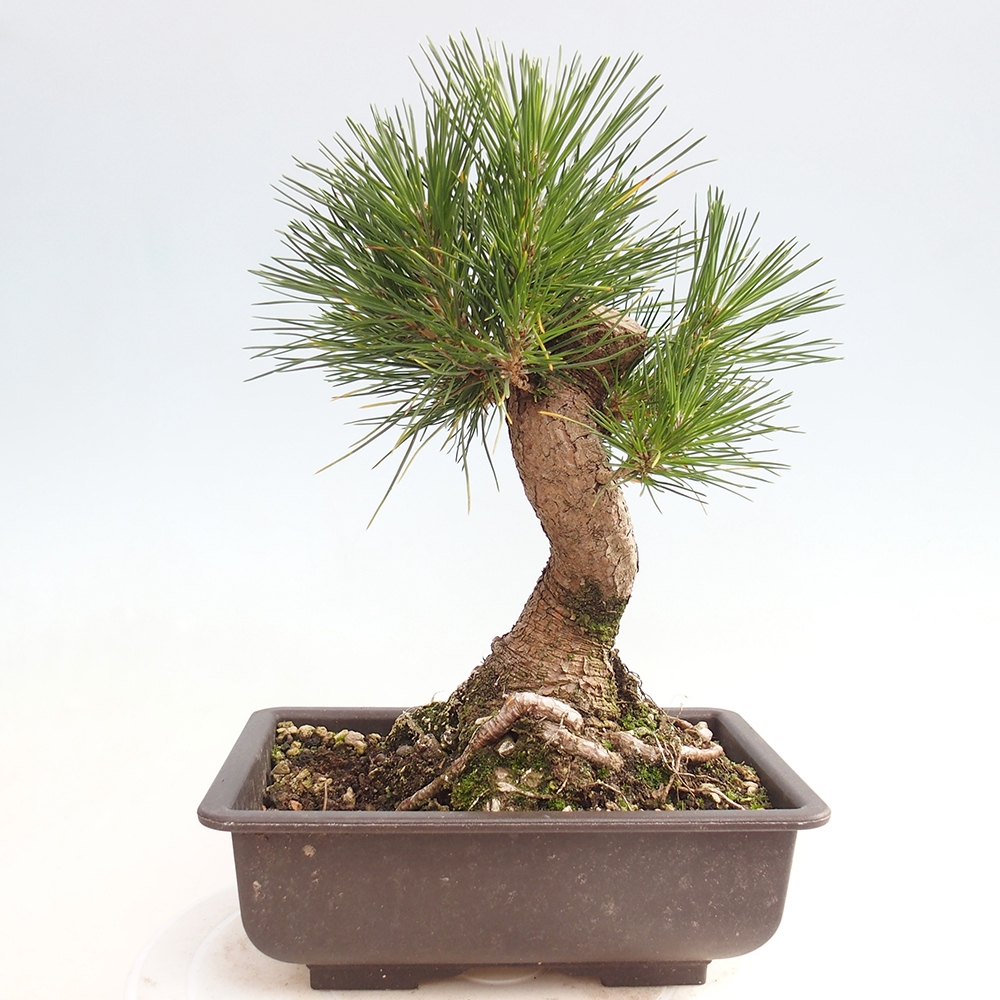 Outdoor bonsai - Pinus thunbergii - Thunberg pine