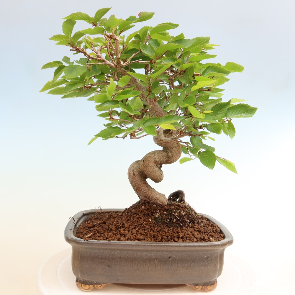Outdoor bonsai -Carpinus coreana - Korean Hornbeam