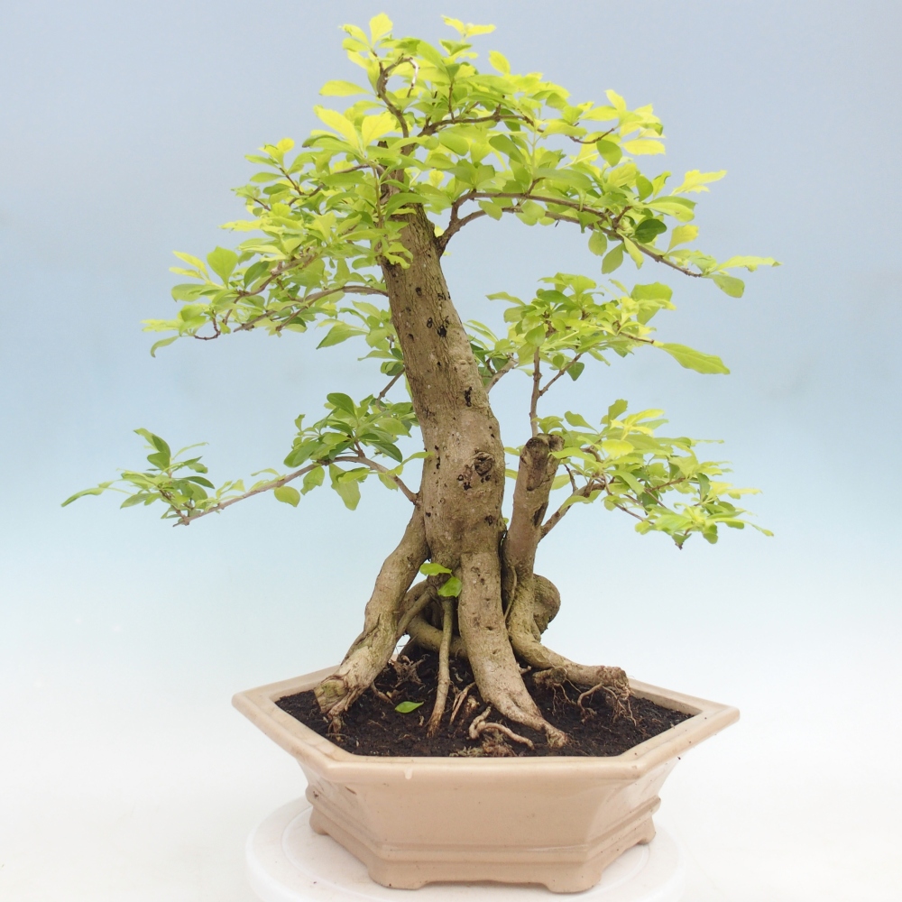 Room bonsai - Duranta erecta Aurea - PERSONAL COLLECTION ONLY or pallet transport