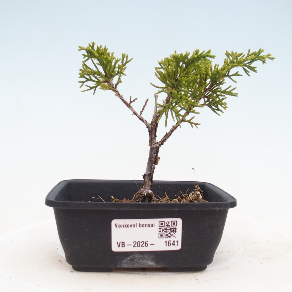 Outdoor bonsai - Juniperus chinensis Itoigawa