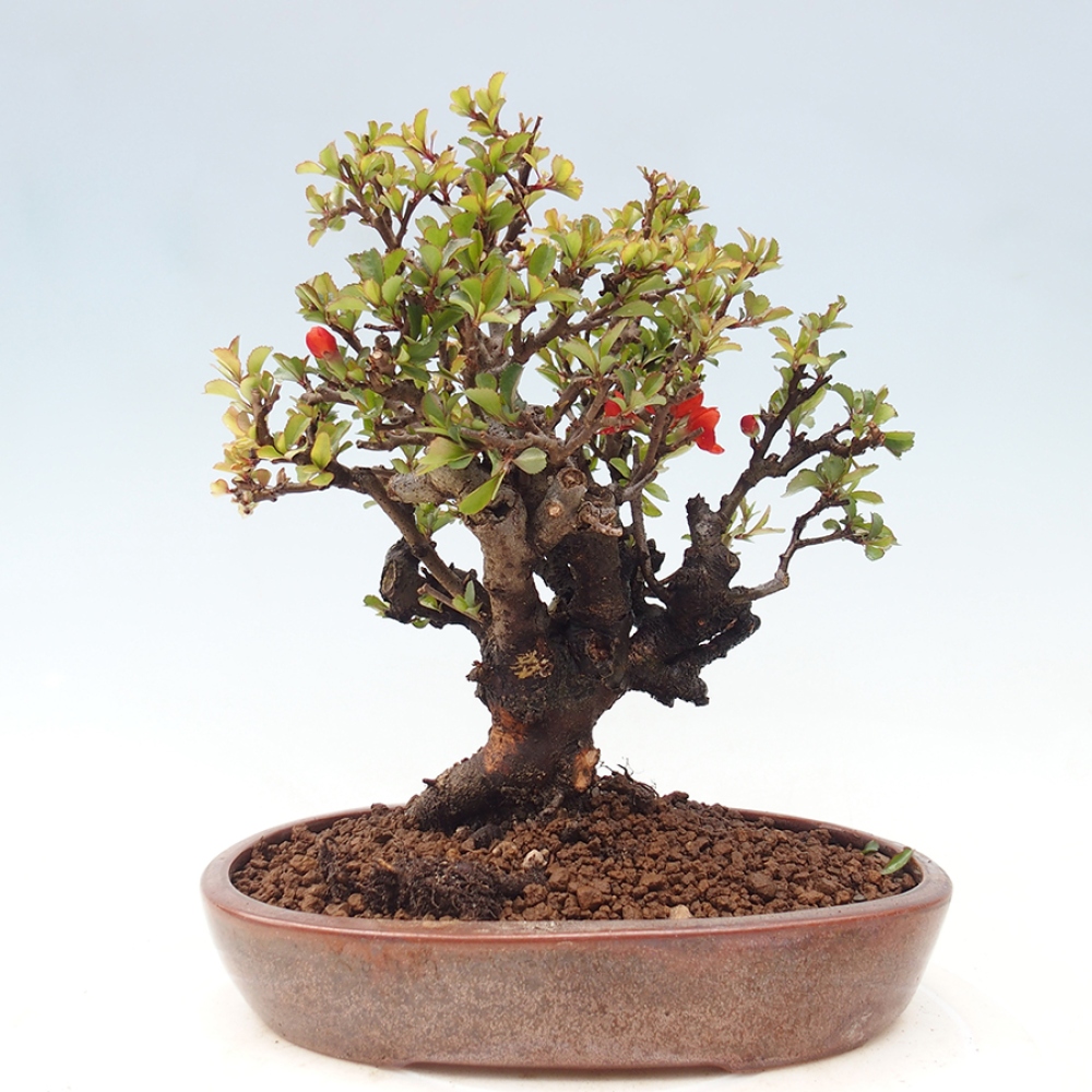 Outdoor bonsai - Chaneomeles speciosa - Quince