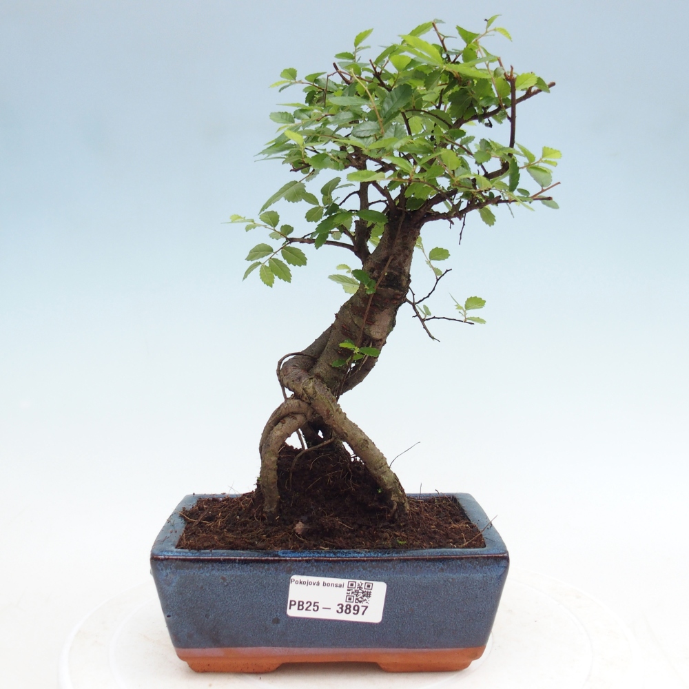 Room bonsai - Ulmus parvifolia - Small-leaved elm