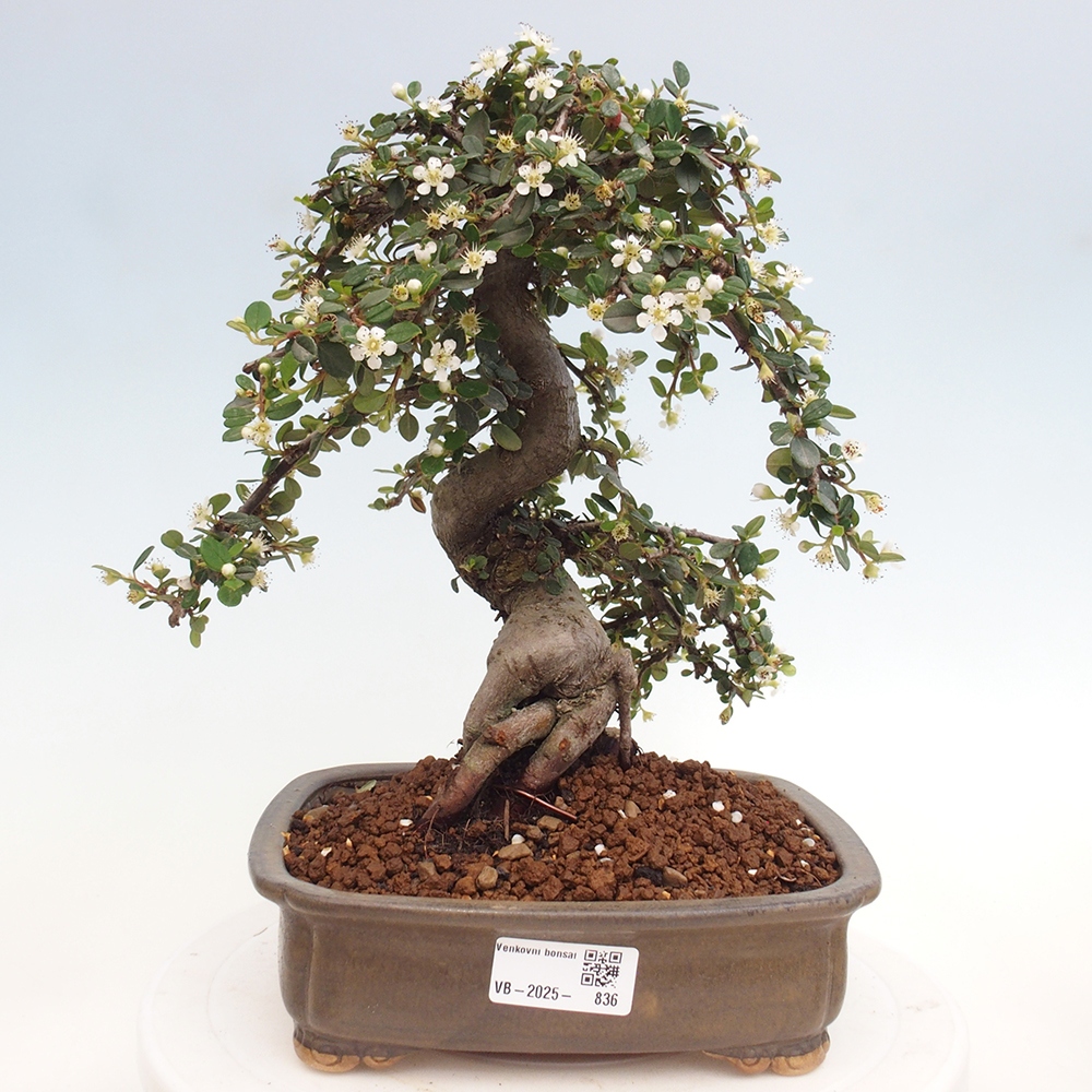 Outdoor bonsai-Cotoneaster dammeri - Rock Damer
