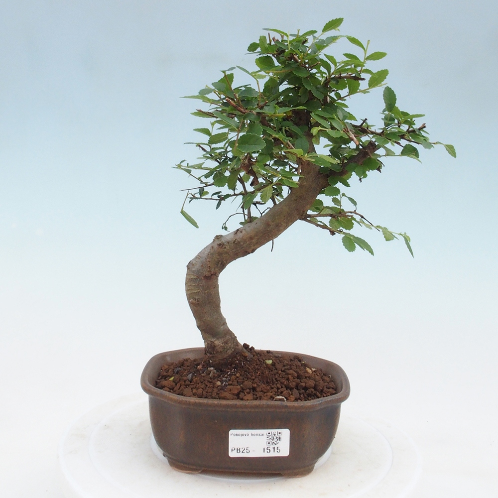 Room Malolistý elm bonsai