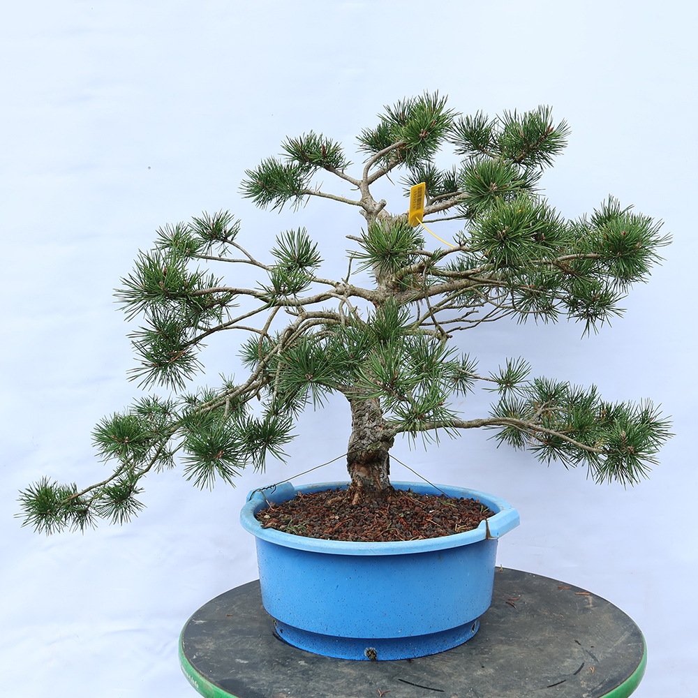 Pinus sylvestris Spain - Scots pine