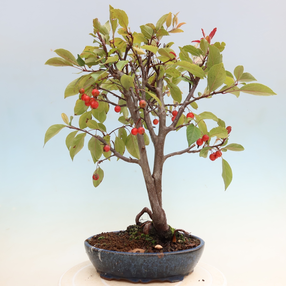 Outdoor bonsai -Malus domestica - Small-fruited red-leaved apple tree