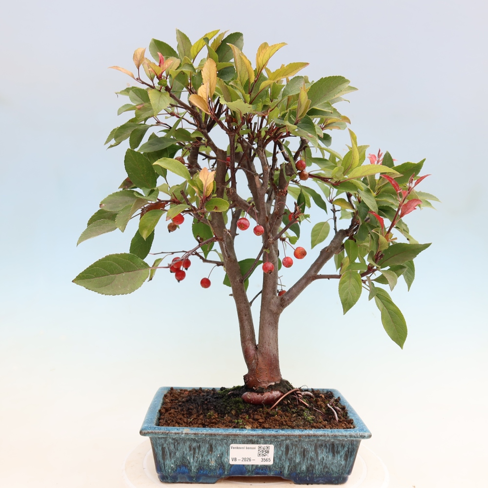 Outdoor bonsai -Malus domestica - Small-fruited red-leaved apple tree