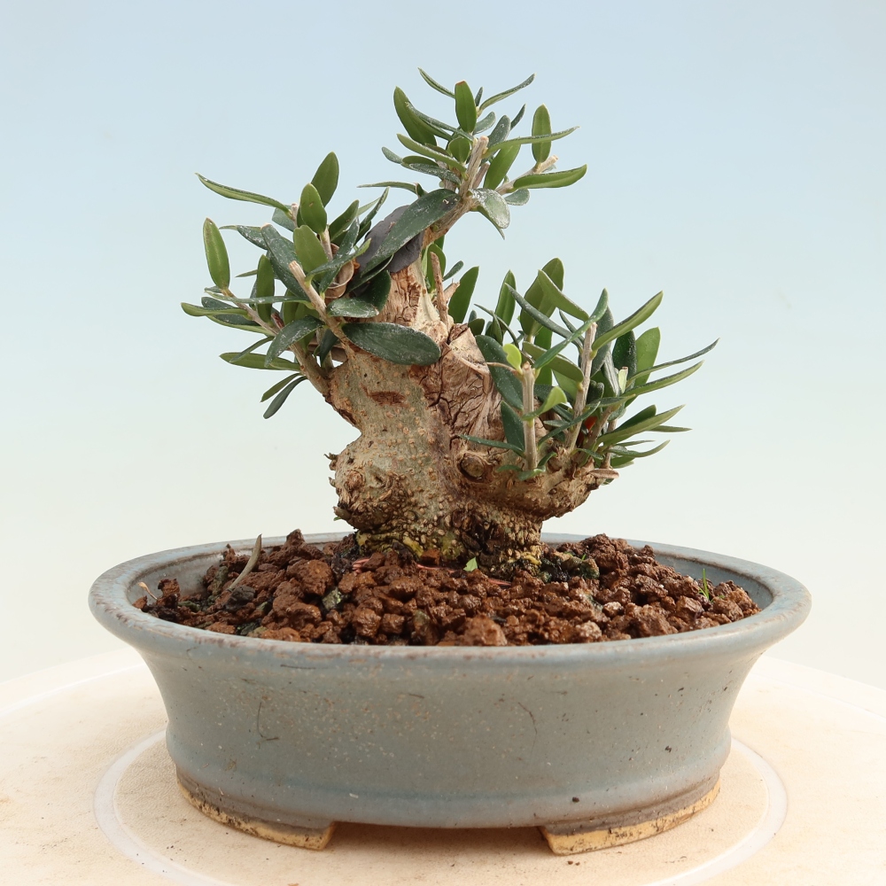Indoor bonsai - Olea europaea sylvestris