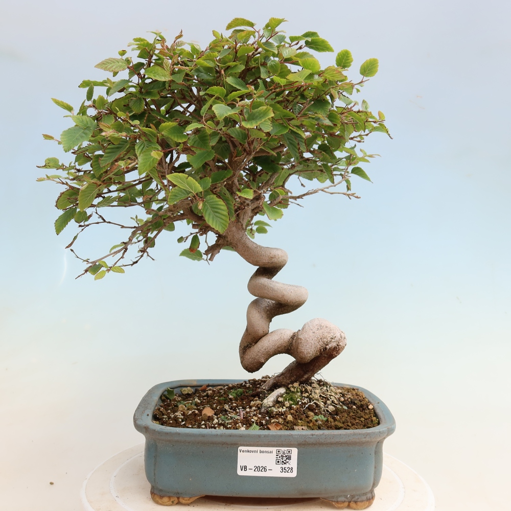 Outdoor bonsai -Carpinus CARPINOIDES - Korean Hornbeam