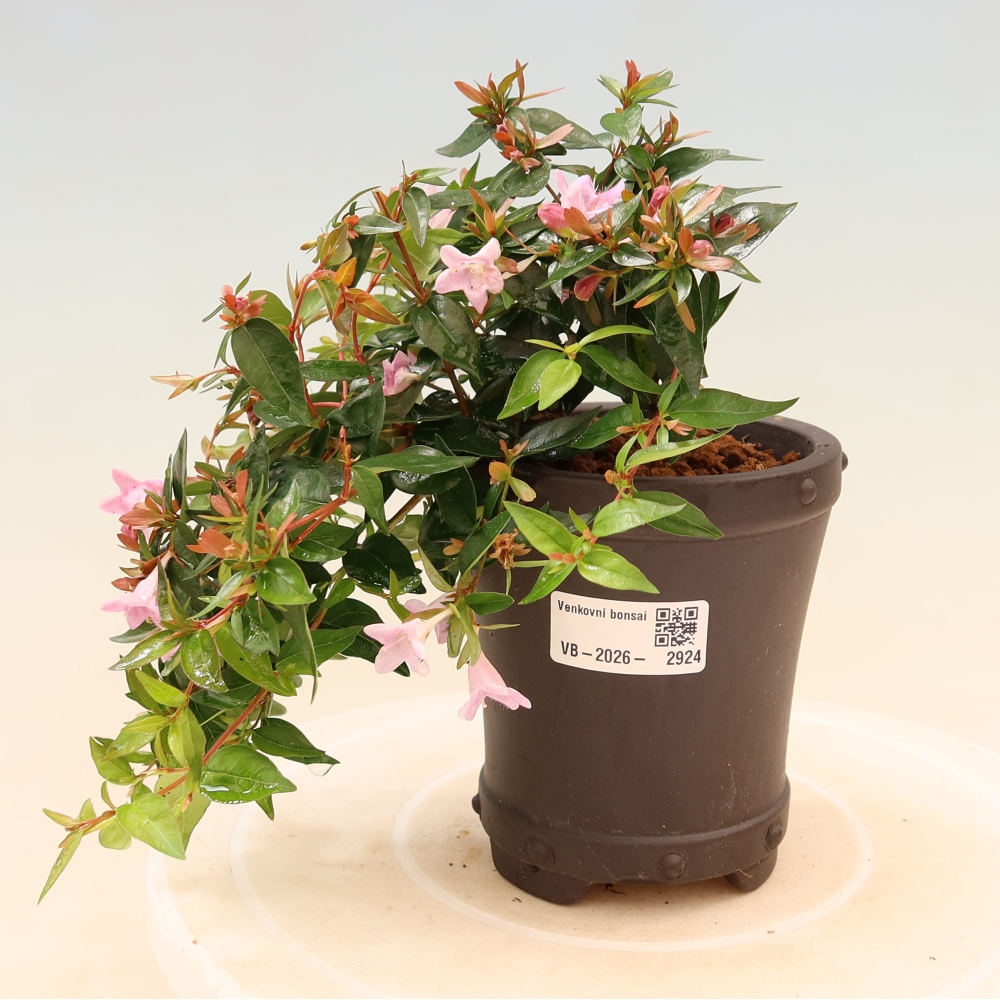 Outdoor Bonsai - Abelia Edward Goucher - Large-flowered Abelia