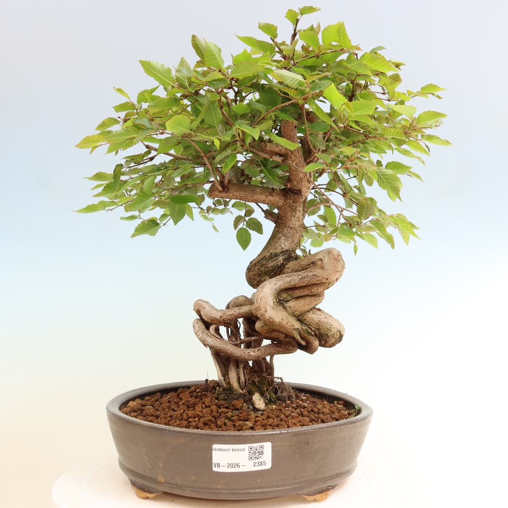 Outdoor bonsai -Carpinus coreana - Korean Hornbeam