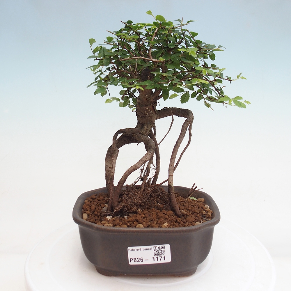 Room bonsai - Ulmus parvifolia - Small-leaved elm