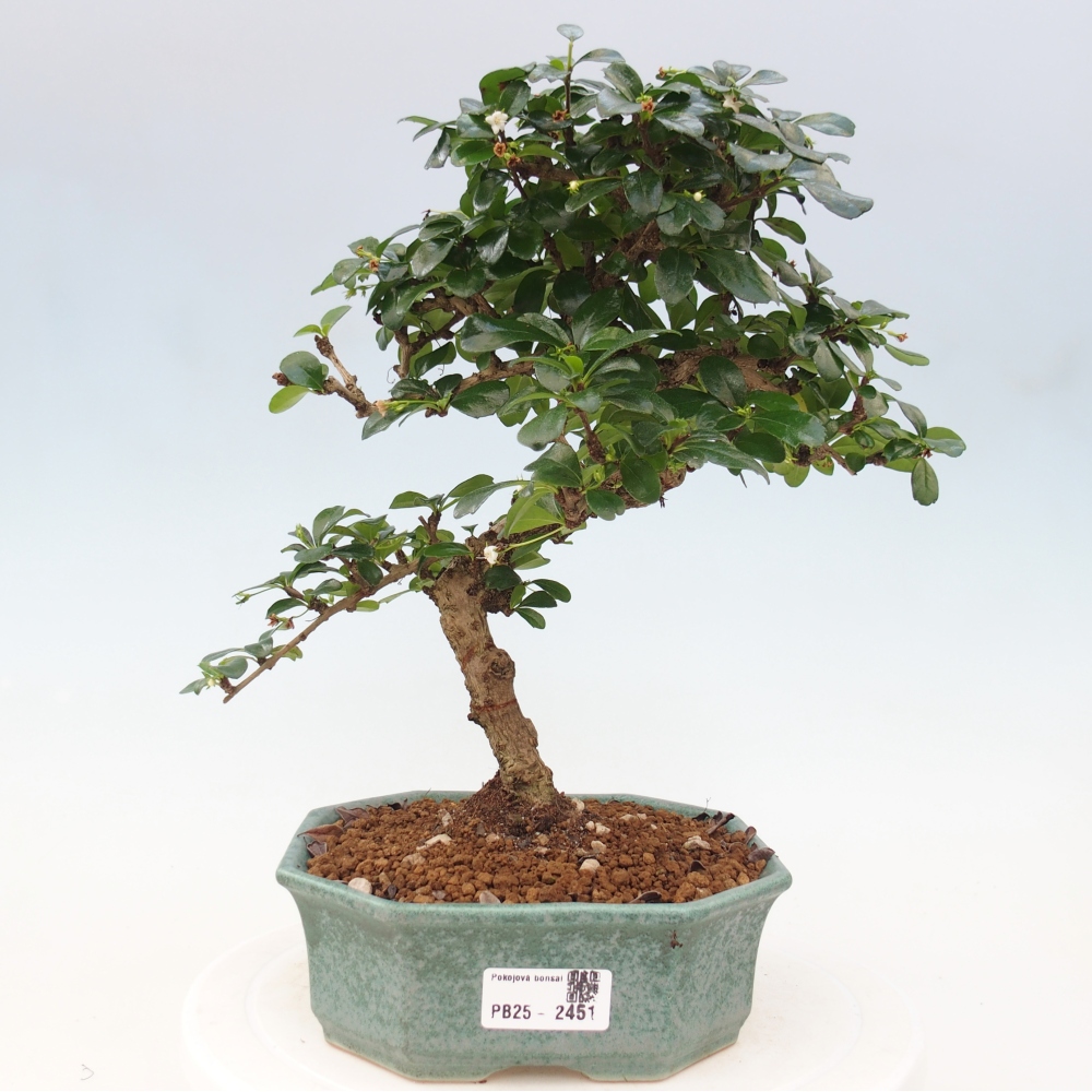 Room bonsai - Carmona macrophylla - Tea fuki